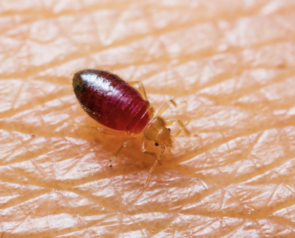 How To Kill Bed Bugs Effectively