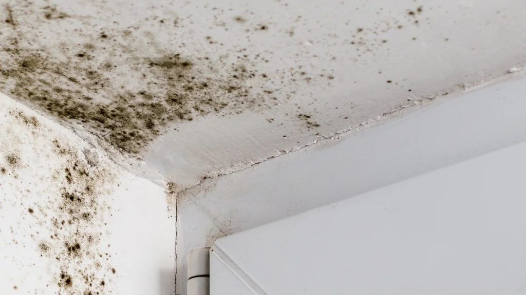 How to Identify Trouble Spots in Your Home Before They Get Worse